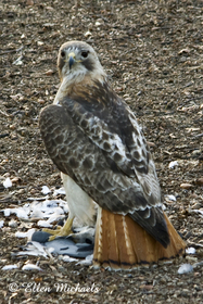 Pale Male Red-tailed Hawk