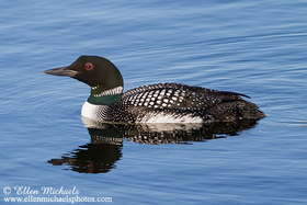 Common Loon
