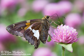 Silver-spotted Skipper - Epargyreus clarus