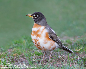 Leucistic American Robin