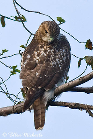 Red-tailed Hawk (juvenile)