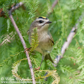 Golden-crowned Kinglet