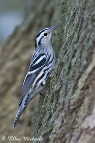 Black-and-white Warbler