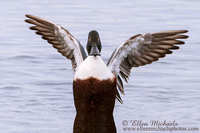 Northern Shoveler