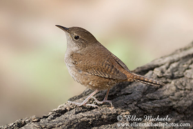 Northern House Wren