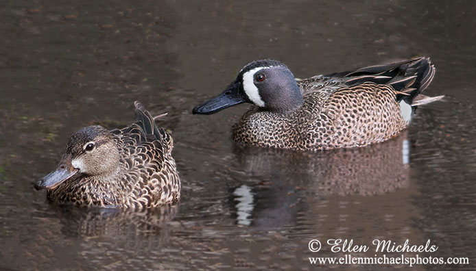 Blue-winged Teal