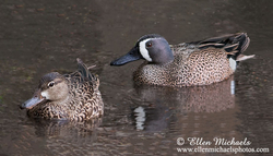 [color=#ccccff]Blue-winged Teal