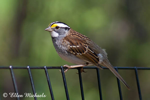 White-throated Sparrow
