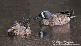 Blue-winged Teal