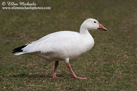Snow Goose