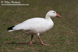 Snow Goose