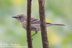 Pine Warbler