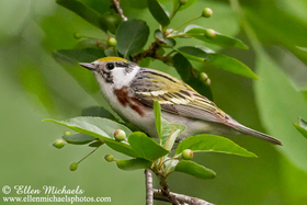 Chestnut-sided Warbler