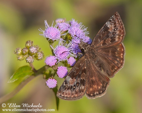 Wild Indigo Duskywing - Erynnis baptisiae
