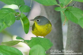 Nashville Warbler