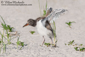 American Oystercatcher (chick)