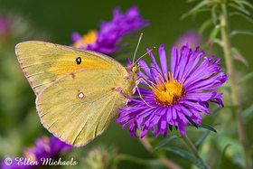 Orange Sulphur Butterfly - Colias eurytheme