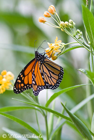 Monarch Butterfly