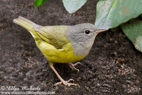 Mourning Warbler