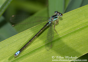Eastern Forktail - Ischnura verticalis