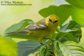 Blue-winged Warbler