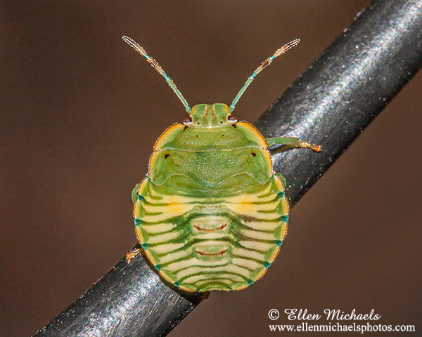 Green Stink Bug Nymph - Chinavia hilaris