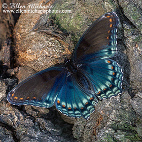 Red-spotted Purple - Limenitis arthemis astyanax