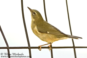 Black-throated Blue Warbler
