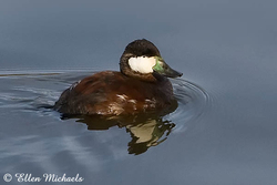 Ruddy Duck