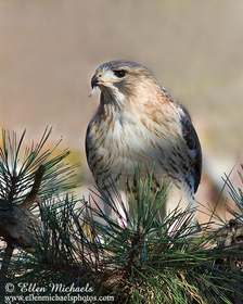 [color=#ccccff]Central Park Hawks