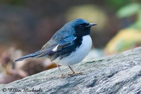 Black-throated Blue Warbler