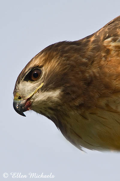 Red-tailed Hawk (Lola)