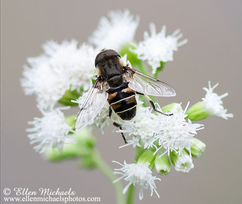 Black-shouldered Drone Fly - Eristalis dimidiata