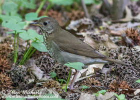 Gray-cheeked Thrush
