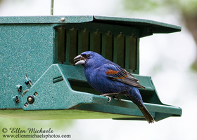 Blue Grosbeak