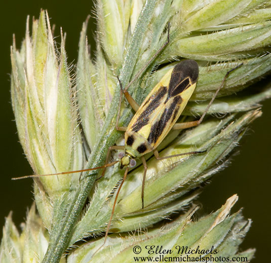 Two-spotted Grass Bug - Stenotus binotatus