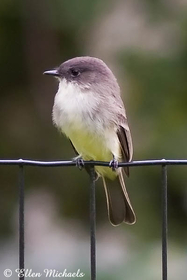 Eastern Phoebe