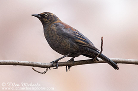 Rusty Blackbird