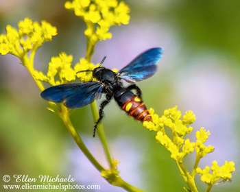 Blue-winged Scolid Wasp - Scolia dubia