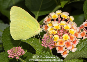 Cloudless Sulphur -  Phoebis sennae