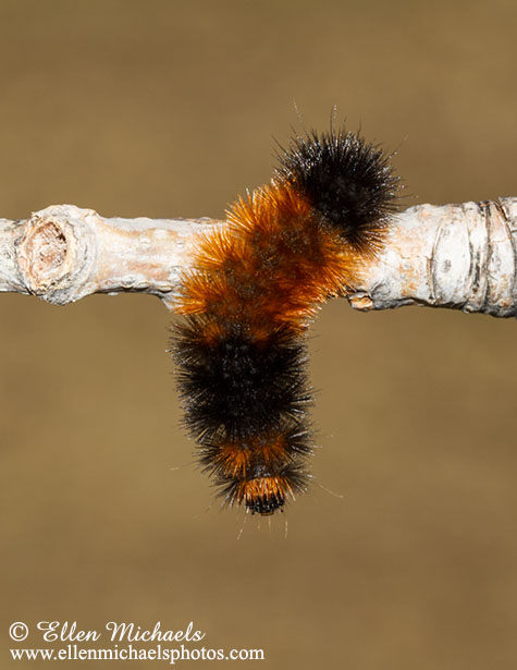 Banded Woolly Bear Caterpillar - Pyrrharctia isabella