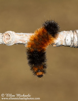 Banded Woolly Bear Caterpillar - Pyrrharctia isabella