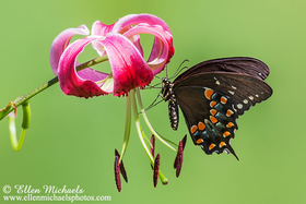 Spicebush Swallowtail - Papilio troilus