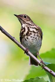 Hermit Thrush