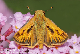 Fiery Skipper - Hylephila phyleus