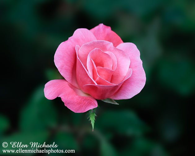 Pink Rose - Rosa