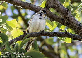 Lark Sparrow