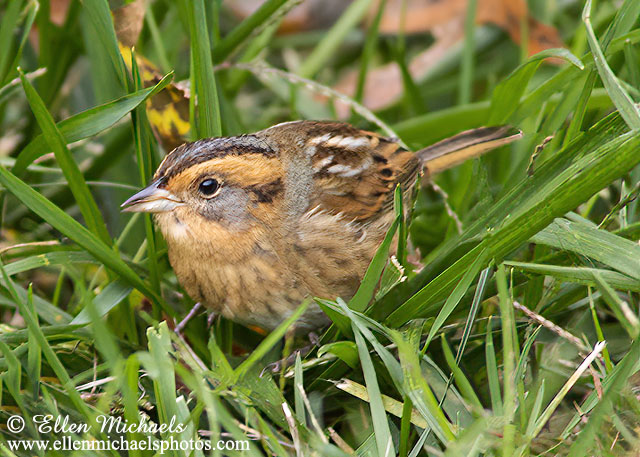 Nelson's Sparrow