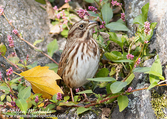 Song Sparrow