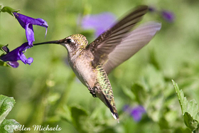 Ruby-throated Hummingbird